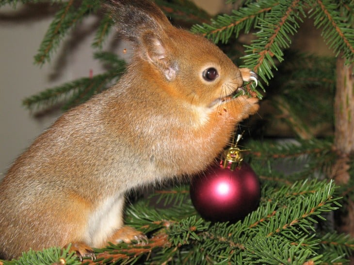 ardilla roja de finlandia en arbold e navidad