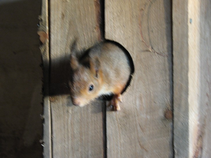 ardilla roja de finlandia saliendo de su casa