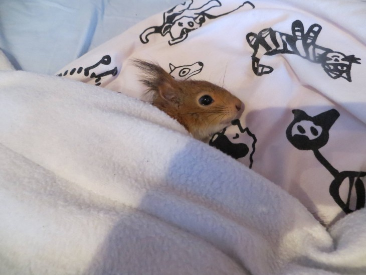 ardilla roja de finlandia en una cama