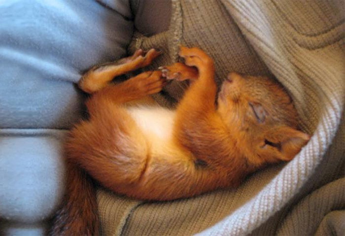 ardilla roja de finlandia durmiendo en cama