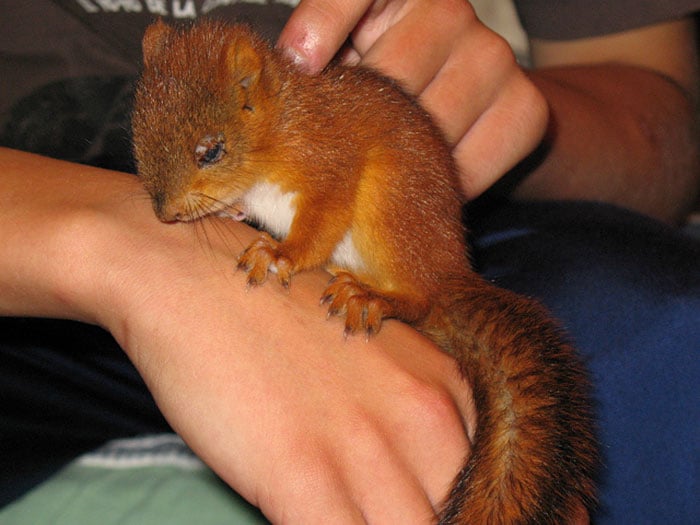 ardilla roja de finlandia  en la mano de un hombre