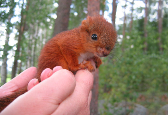 ardilla roja de finlandia en una mano