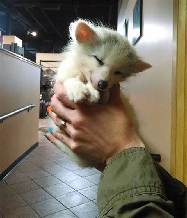 Cachorro de zorro del desierto