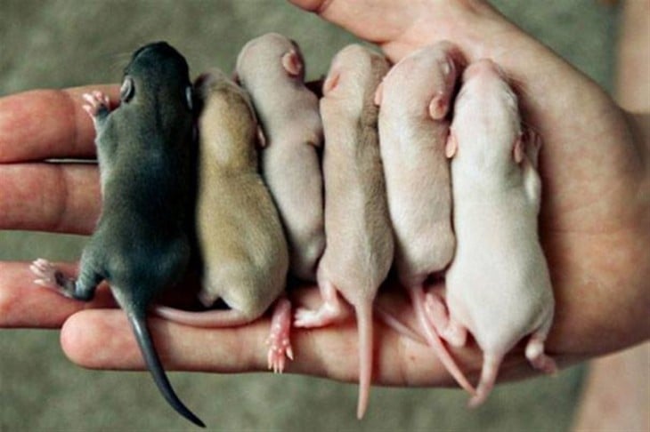 Bebés ratones