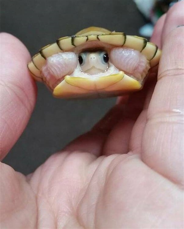 Bebé tortuga en manos de una persona