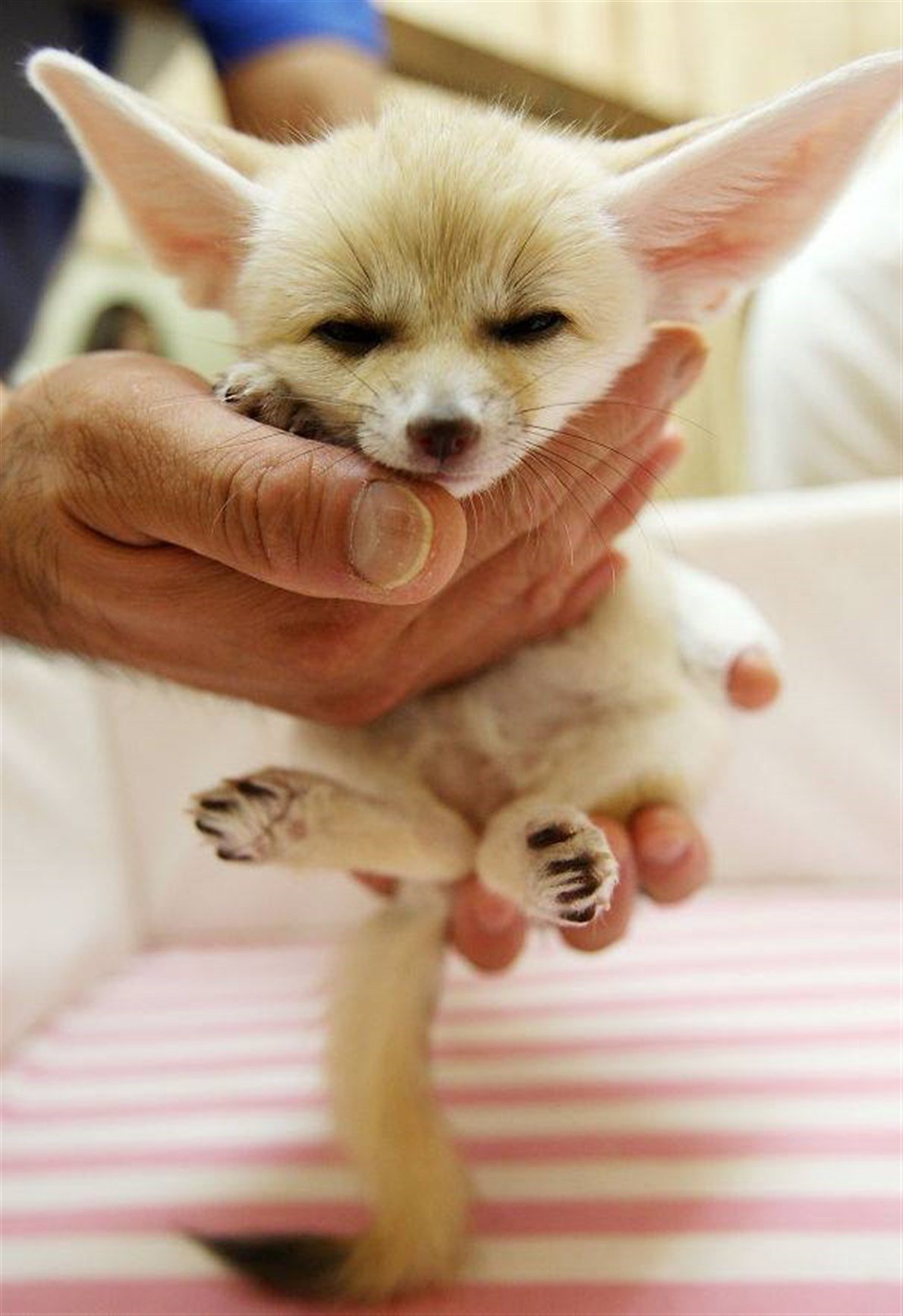 25 Fotos de bebes en el reino animal te enamoraran