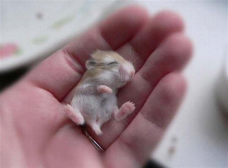 Bebé de Hamster