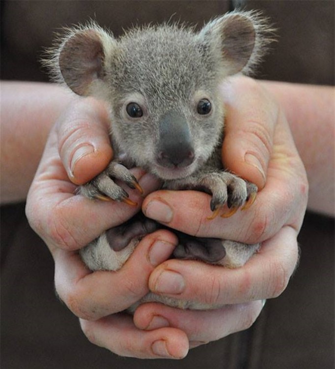 Bebé Koala