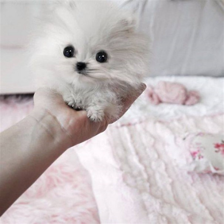 cachorro blanco en la mano