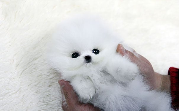 20 Cachorros Que Parecen Osos De Peluche