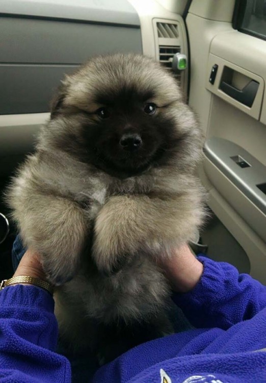 Cruza de un cachorro Keeshond y un eskimo americano 