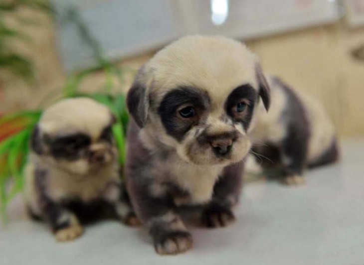 Cachorro que parecen osos panda 