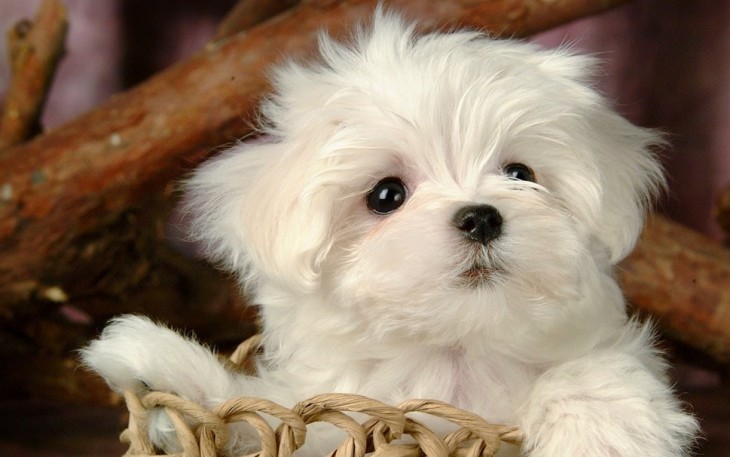 Cachorro de raza máltes 