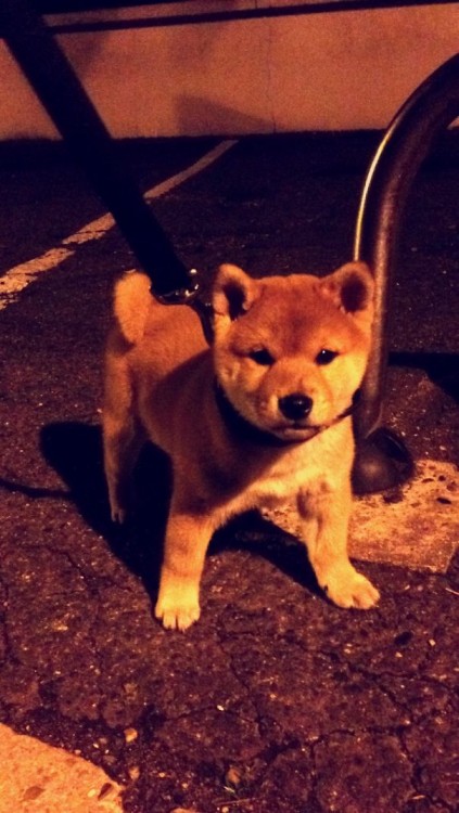 Cachorro The Shiba 