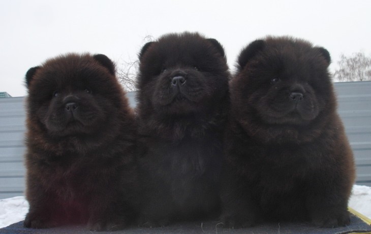 Cachorros Chow Chow 