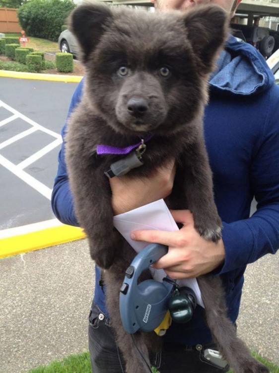 Cachorro de la cruza de pastor alemán, akita y  corgi 