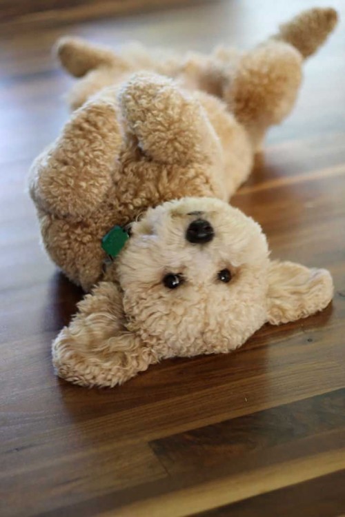 Cachorros Goldendoodle