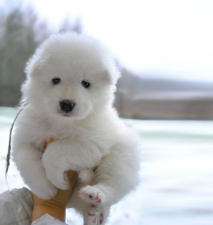 Cachorro de raza samoyed 