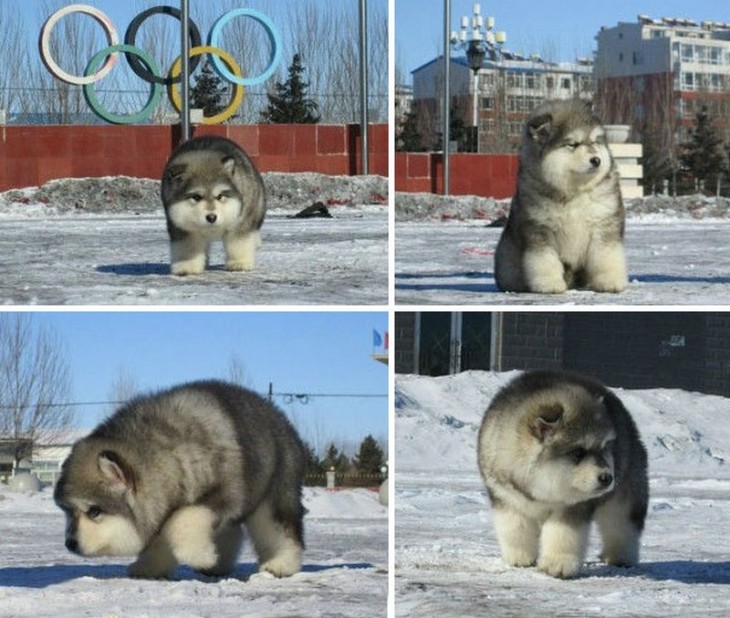 Cachorro malamute de Alaska 