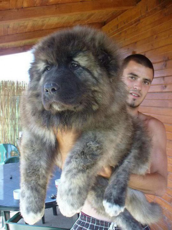 Cachorro de un pastor caucásico 