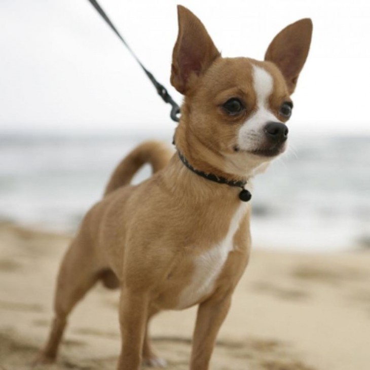 Perro chihuahua  