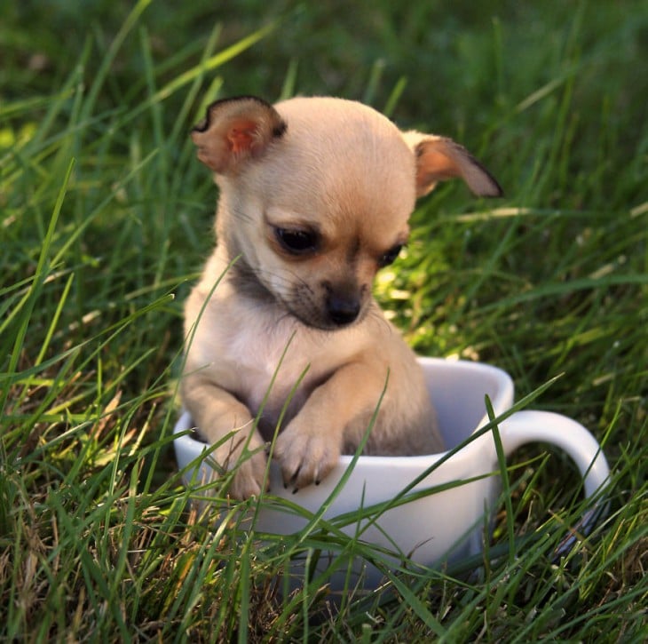 Perrito chihuahua en una taza 