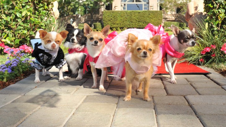 Perros chihuahuas vestidos 