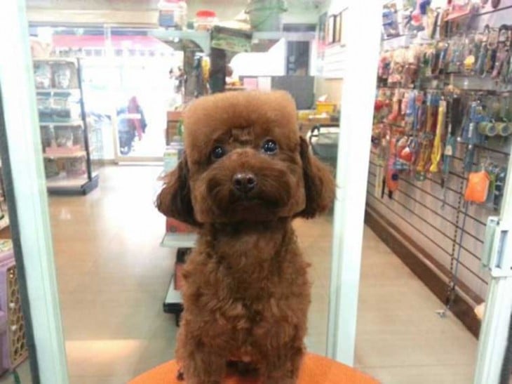 Corte de pelo en perro cabeza cuadrada 