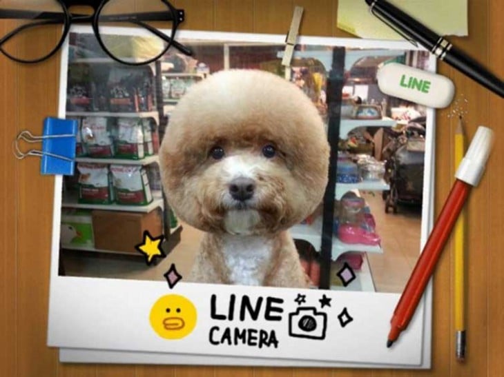 Perrito con corte de pelo redondo 