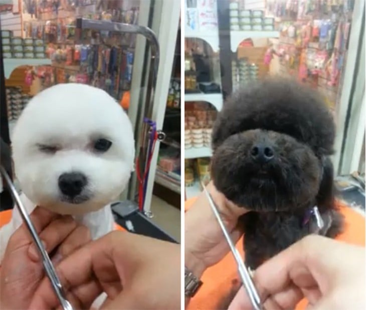 Perros con corte de pelo cabeza redonda 