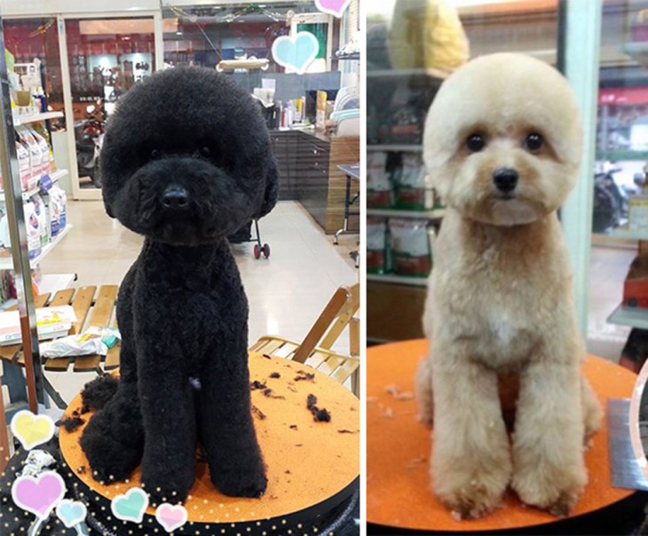 Perritos con corte de pelo redondo 