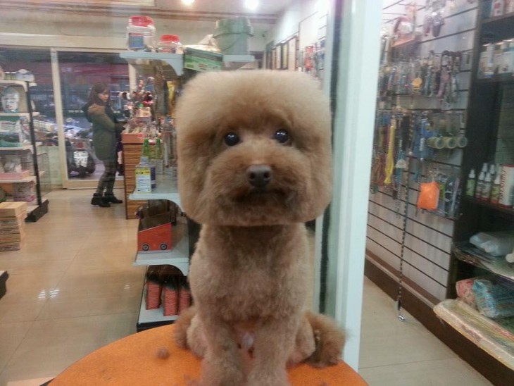 Perro con corte de pelo cabeza cuadrada 