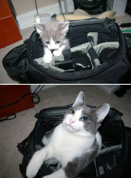 Antes y después de un gato dentro de un estuche de cámara  