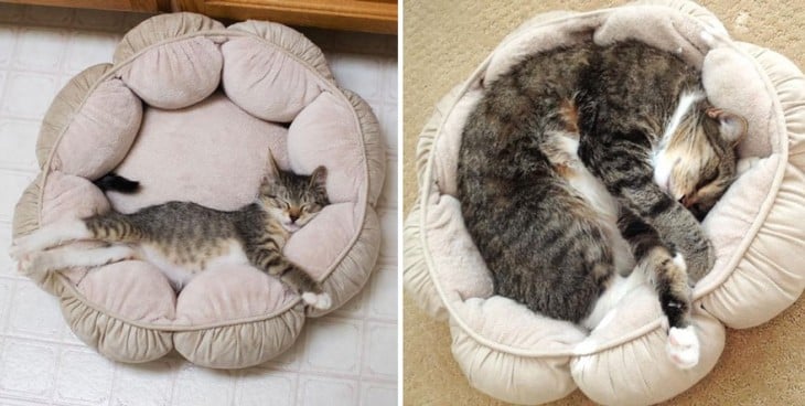 Antes y después de un gato en su cama 