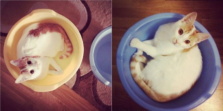 Antes y despuès de un gato dentro de trastes 