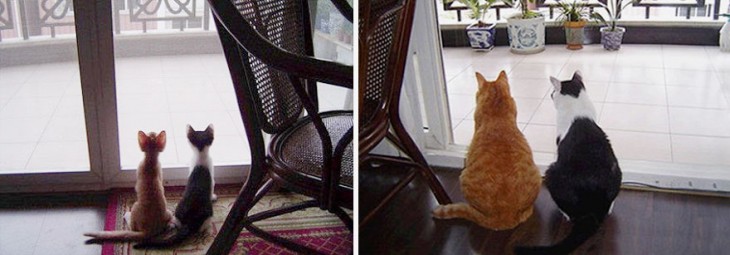 Antes y después de dos gatos juntos en una casa 