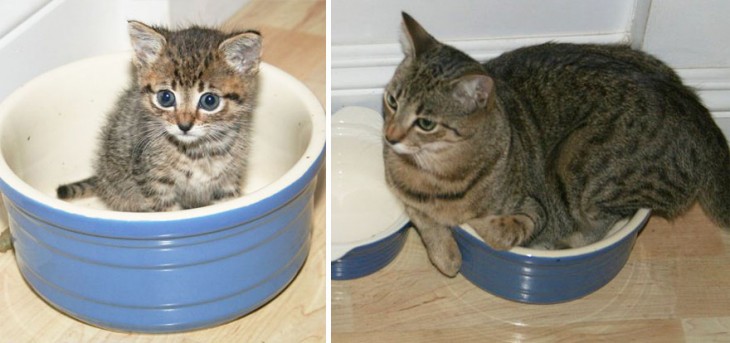 Antes y después de un gato dentro de una taza 