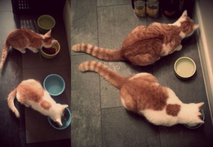 Antes y después de gatos comiendo 