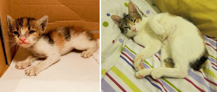 Antes y después de un gato adoptado 