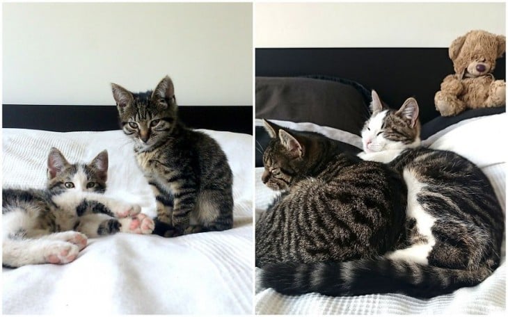 Antes y después de unos gatos 