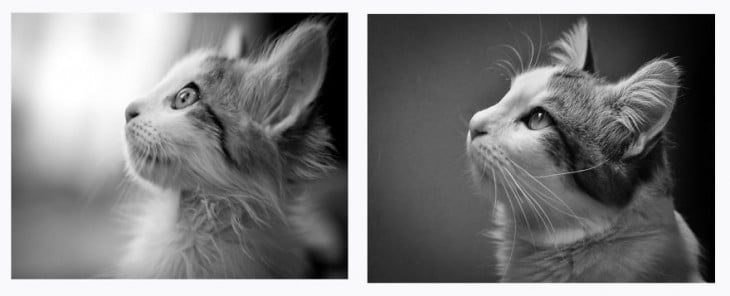 Antes y después de un gato 