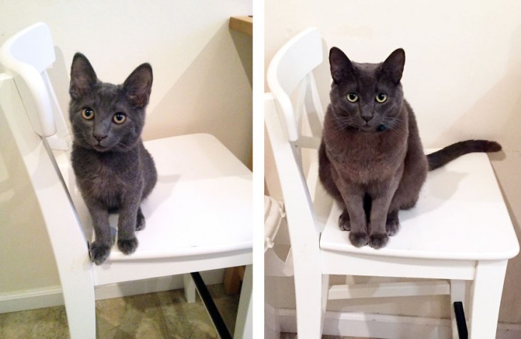 Antes y después de un gato sobre una silla 