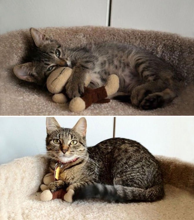 Antes y después de un gato acostado 