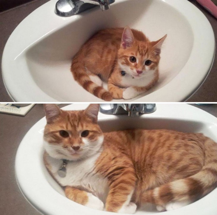 Antes y después de un gato dentro de un lava manos 