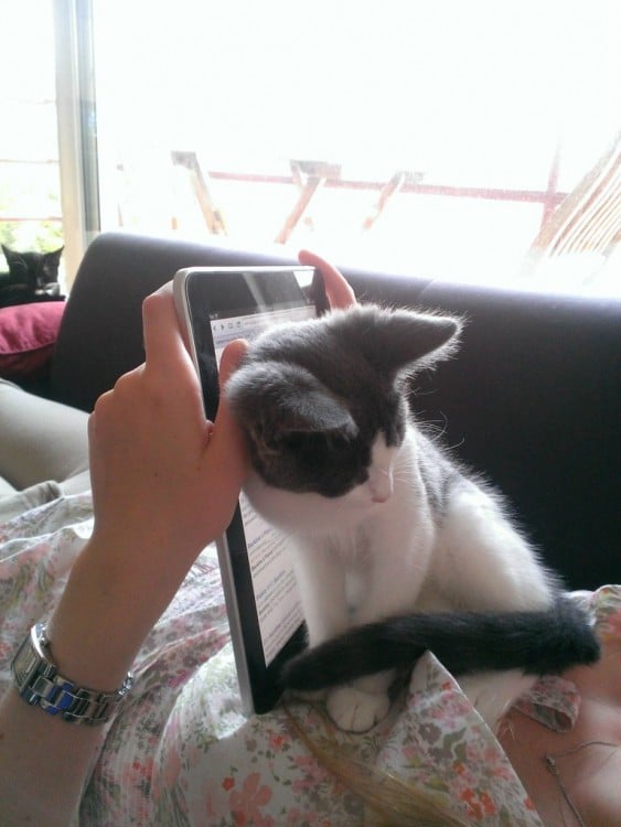 Gatos tapando un IPhone