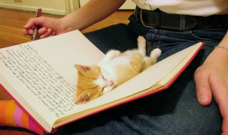 Gato durmiendo en un libro