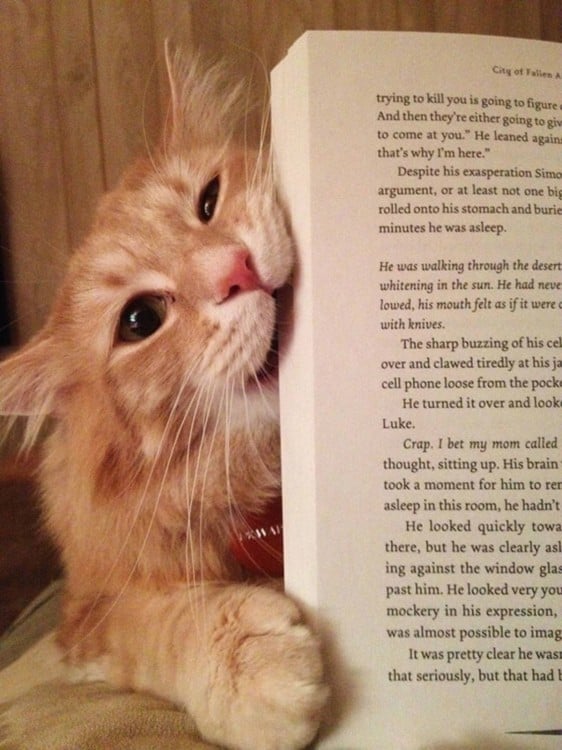 Gato mordiendo un libro