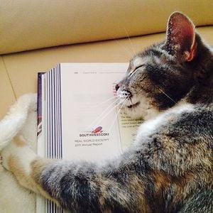 gato durmiendo sobre un libro