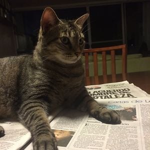 Gato sobre un periodico