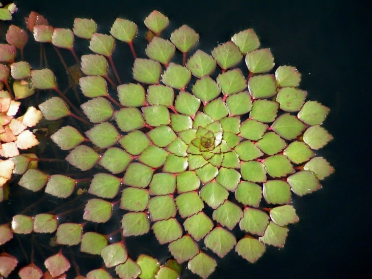 Geometría de Ludwigia Sedioides